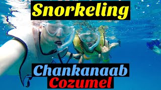 SNORKELING CHANKANAAB Cozumel Mexico 🇲🇽 Fish Here Carnival Cruise excursion Mexico [upl. by Winifred327]