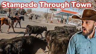 Herding 500 Cows Down Main Street Vlog 36 [upl. by Aniretak682]