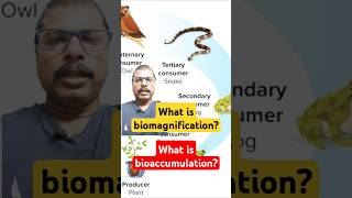 Biomagnification bioaccumulation biology environment [upl. by Ethbun]