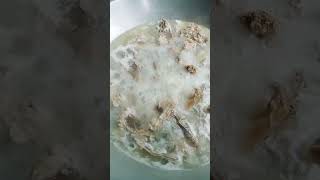 Tinulang manok satisfying tinulangmanok pinoycooking trending shorts [upl. by Salman]