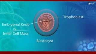 Embryonic development of human [upl. by Sorac]