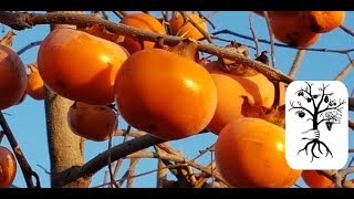 Kaki aus dem eigenen Garten essen  ein Traum [upl. by Paehpos]