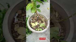 Sadabahar pruning and fertilizing  periwinkle care whiteflowers gardening shorts ytshorts [upl. by Odracer]