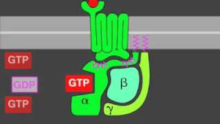 Gprotein signaling [upl. by Ocisnarf]