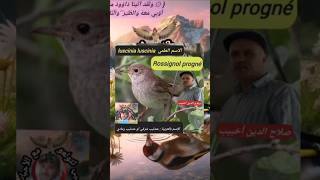 تغريد طائر العندليب الشرقي او الرمادي Rossignol progné luscinia luscinia [upl. by Tome128]