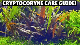 Cryptocoryne Care Guide  Best Low Tech Plant [upl. by Ahsaeym49]