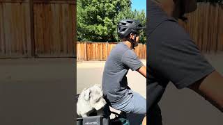 How I take my dog on Ebike Rides [upl. by Maze]