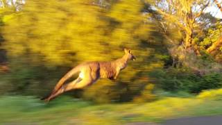 Run with Kangourou Australie [upl. by Cailean]