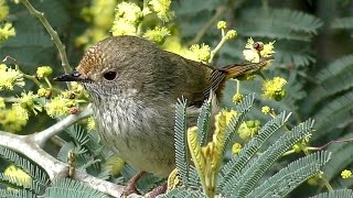 Brown Thornbill on Silver Wattle [upl. by Worra240]