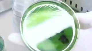 🧫Cultivo de Bacterias  Técnica de siembra en agar por rotación  Técnicas de Microbiología Clínica [upl. by Hsirahc556]