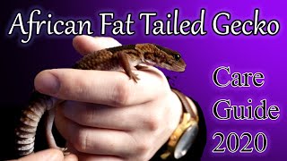 African Fat Tailed Gecko Care Guide 2020 [upl. by Haldis]