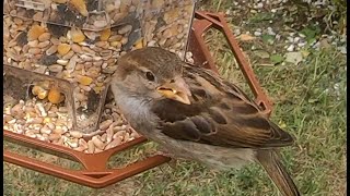 LES MOINEAUX DU JARDIN [upl. by Yared]