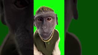 Mojo The Monkey Dripped Out  Green Screen [upl. by Joby90]