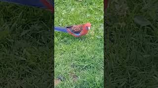 Rosellas [upl. by Halivah570]