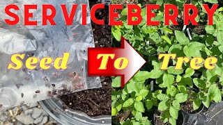 How to Grow Serviceberry from Seed from Start to Finish [upl. by Anselme]