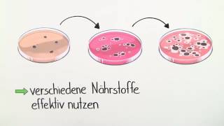 GENREGULATION  STEUERUNG DER GENEXPRESSION  Biologie  Genetik und Entwicklungsbiologie [upl. by Moitoso]