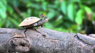 The Turtle and the Butterfly Video [upl. by Aleira]