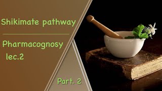 Shikimate pathway  pharmacognosy Lec2 part2 [upl. by Hennie387]