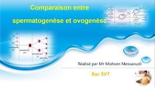 Spermatogenèse ovogenèse [upl. by Aara]