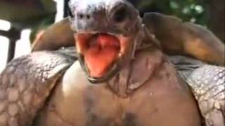 Turtle Make Love Verry Funny [upl. by Esineg]