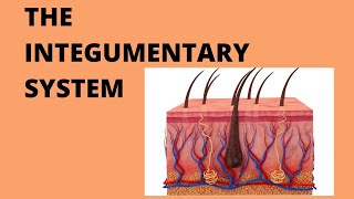 The Integumentary System Science 6 [upl. by Trude]