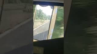 Naseebo lal 😍 song punjabisong youtubeshorts jhang foryou travel music [upl. by Toblat828]