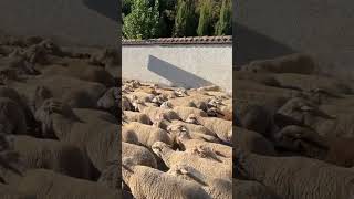 TRASHUMANCIA 2023 🐑 Ruidera en trashumancia animalshorts [upl. by Essilevi]