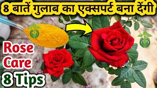 ROSE PLANT CAREROSE PLANT GROWING TIPSSAVE ROSE PLANTगुलाब की देखभाल कैसे करें GULAB Ki Care [upl. by Goldshlag863]