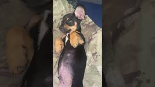 Young Frankito music song vintage puppyvideos [upl. by Niram]