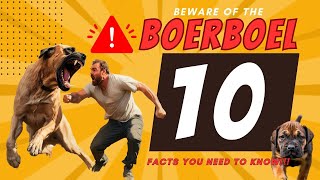 Beware of BOERBOELS 🚨The Real Boerboel EXPOSED ⚠️10 facts you don´t know about these Monsters 🦖 [upl. by Ainafets508]