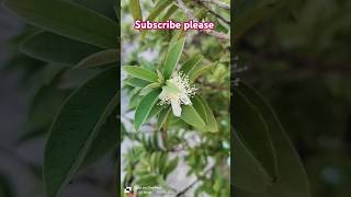 psidium guava facts motivation trending viralvideo shortsvideo viralteacher viralshorts [upl. by Adnuahsor]