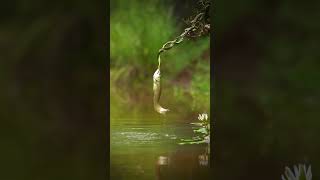 Battle between life 😯Snake🐍 vs Arowna Fish 🐠🐟 [upl. by Yslehc887]