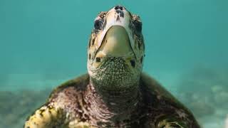 Hawksbill Eating Coral [upl. by Lattonia]