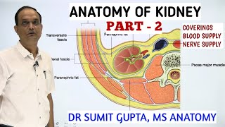 ANATOMY OF KIDNEY  COVERINGS BLOOD SUPPLY amp NERVE SUPPLY [upl. by Corissa]