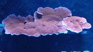 red montipora cap healed [upl. by Seigel]