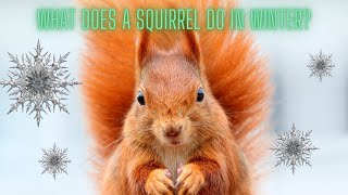 How do squirrels survive the winter [upl. by Robena163]