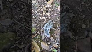 Squirrel Tail in Backyard Missouri Kitty is Suspect kitty squirrel cat catshorts catlover [upl. by Idnod]