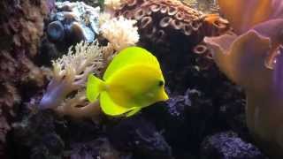 Reef Tank  11 years old Yellow tang  Slow Motion 720p [upl. by Kacie]