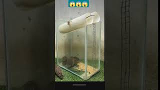 New Viral Rat Trap Idea Using Plastic Pipe  Easy Homemade Mouse Trap Made By Plastic Pipe shorts [upl. by Helms401]