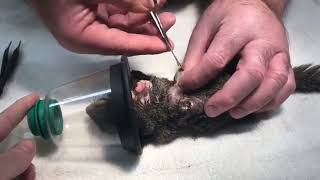 Botfly  Cuterebra removal from animals  Cuterebra from squirrel [upl. by Ahsya895]