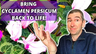 HOW TO BRING CYCLAMEN PERSICUM BACK TO LIFE  houseplant cyclamen [upl. by Hgielyk593]