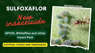 Sulfoxaflor a new insecticide for aphid and white flies on cotton citrus vegetables and ornamental [upl. by Littlejohn964]