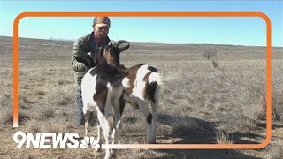 Colorado hiking guide goats attacked and killed [upl. by Cassella]