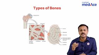 Anatomy  Histology of Bone [upl. by Ahseek]