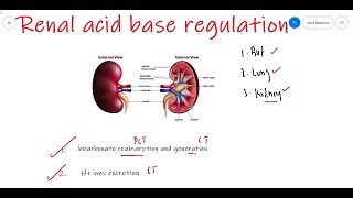 Renal acid base regulation  Acid base balance  Renal Physiology  Med Madness [upl. by Nawor482]