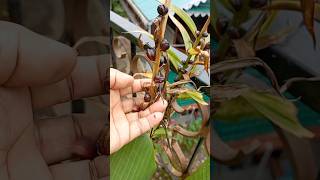 How to grow tiger lilies from bulblis  shortyoutubeshortsvideo [upl. by Animsay]