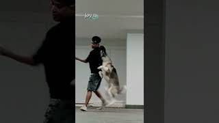 ‎pelatihanjingsolo doglover duniaanjingkita anjing duniaanjing anjingkesayangan anjingkita [upl. by Oconnor]