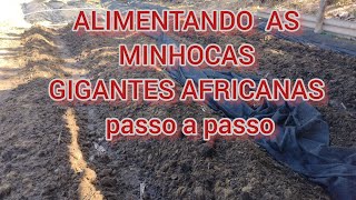 quot ALIMENTANDO AS MINHOCAS quot GIGANTES AFRICANAS E CALIFORNIANAS TODAS AS DICAS PASSO A PASSO [upl. by Lock618]