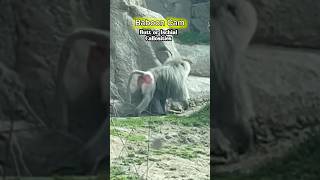 Baboon Cam—Butt or Ischial Callosities baboon shorts shortsfeed shortsviral [upl. by Adliw]