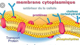 Structure de la membrane plasmique [upl. by Leavitt]